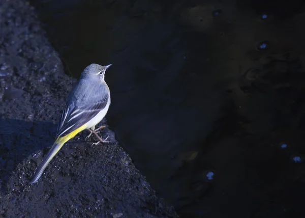 Cauda cinzenta — Fotografia de Stock