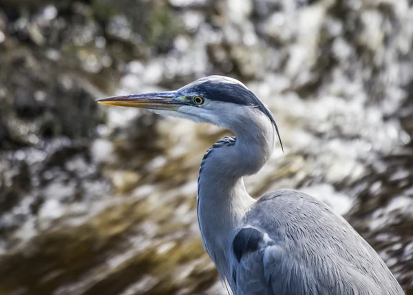 Héron gris — Photo