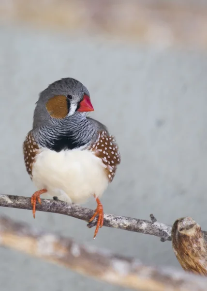 Zebra Finch — Stock Photo, Image