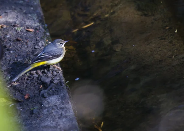 Wagtail gris —  Fotos de Stock