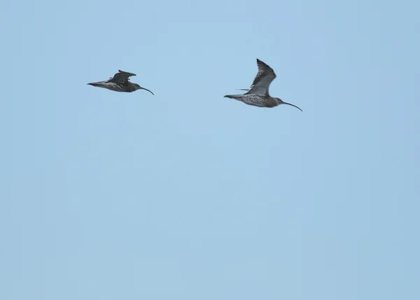 Curlew In Flight — Stok Foto