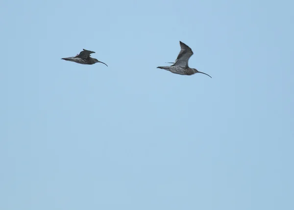 Curlew tijdens de vlucht — Stockfoto