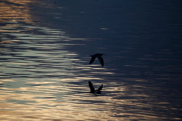 Curlew em voo — Fotografia de Stock