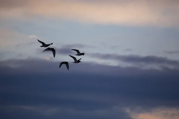 Oystercatchers w locie — Zdjęcie stockowe