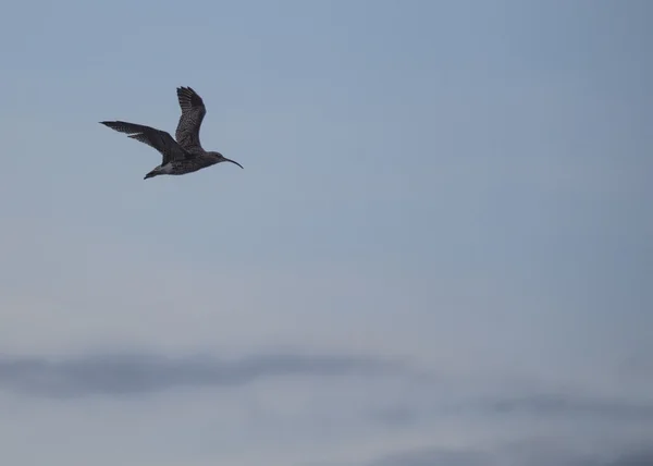 Curlew w locie — Zdjęcie stockowe