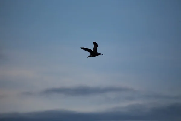 Brachvogel im Flug — Stockfoto