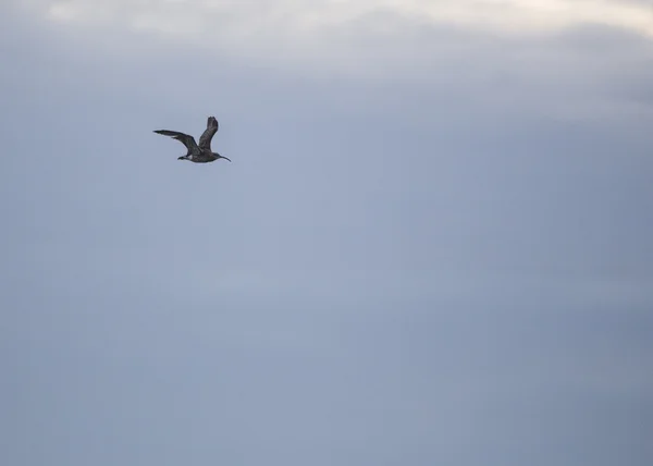 Curlew w locie — Zdjęcie stockowe
