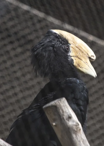 Malayo Hornbill Negro — Foto de Stock