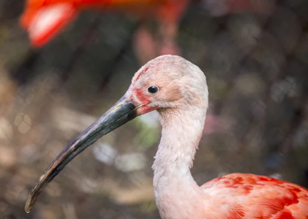 Ibis scarlatto — Foto Stock