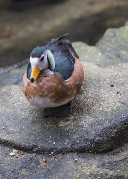 アフリカマメガン — ストック写真