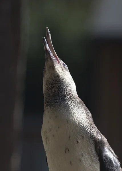 Penguin — Stock Photo, Image