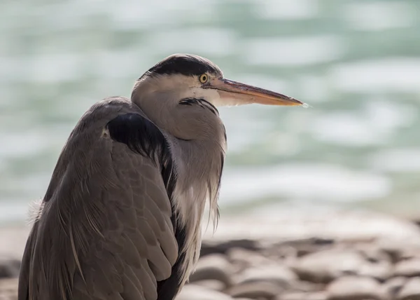 Grey Heron — Stock Photo, Image