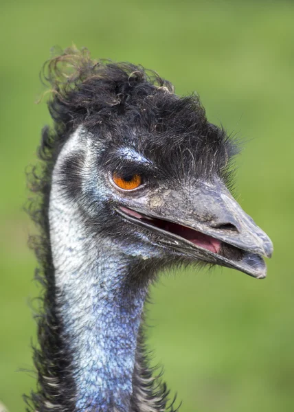 Emu-Porträt — Stockfoto