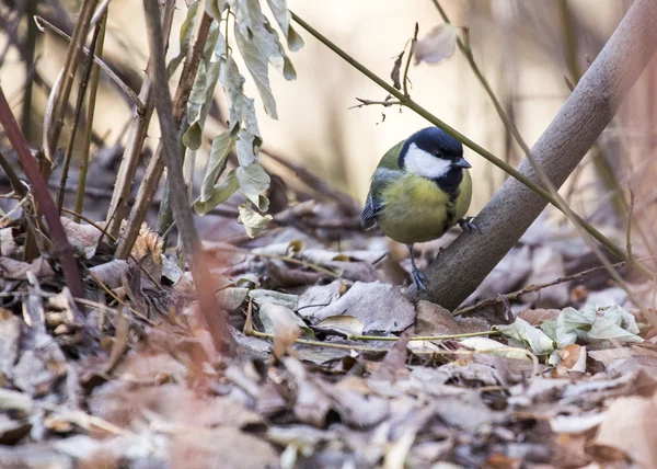 Grande mésange — Photo