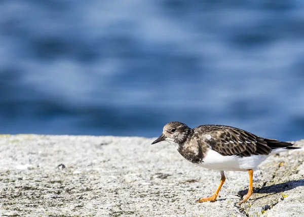 Turnstone — Stok fotoğraf