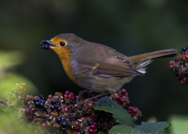 Robin kırmızı meme