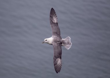 Fulmar uçuş