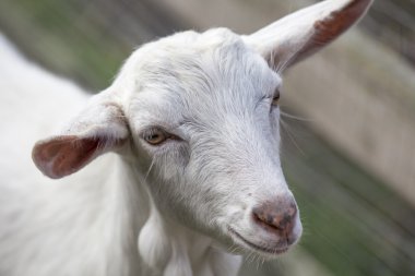Goat clipart
