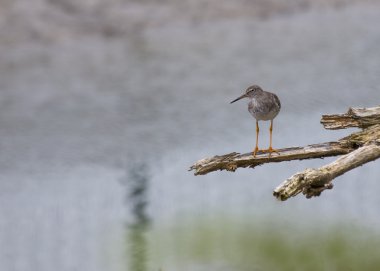 Redshank
