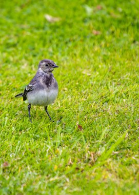 Alaca kuyruksallayan