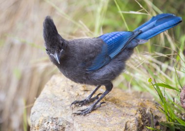 Steller's Jay