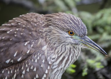 siyah taçlı gece balıkçılı