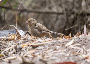 California Towhee