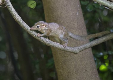 Cüce Treeshew