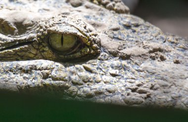 krokodil oog