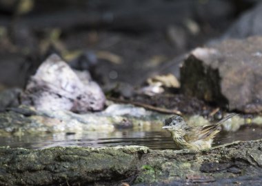 Brown yanaklı Fulvetta