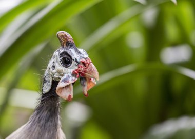 Helmeted Guinea Fowl clipart