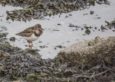Turnstone