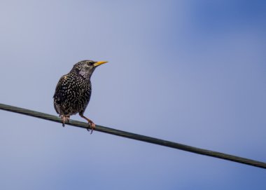 Starling tel üzerinde