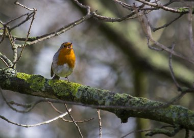 Robin kırmızı meme