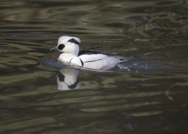 Smew (erkek)