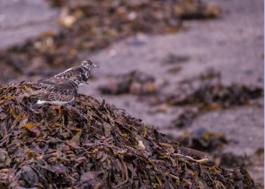 Turnstone (üreme kuş tüyü)