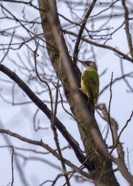 Ağacında yeşil ağaçkakan