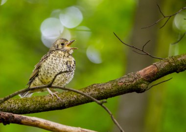 Song Thrush clipart