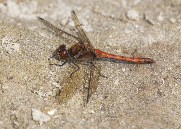 Dragonfly — Stock Photo, Image