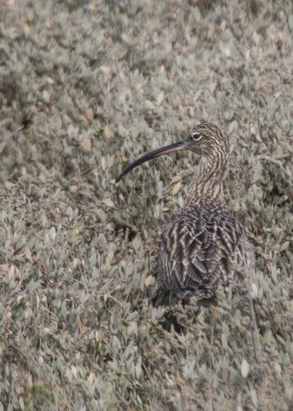 Curlew — Stock Photo, Image