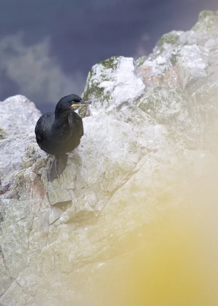 Cormorán — Foto de Stock