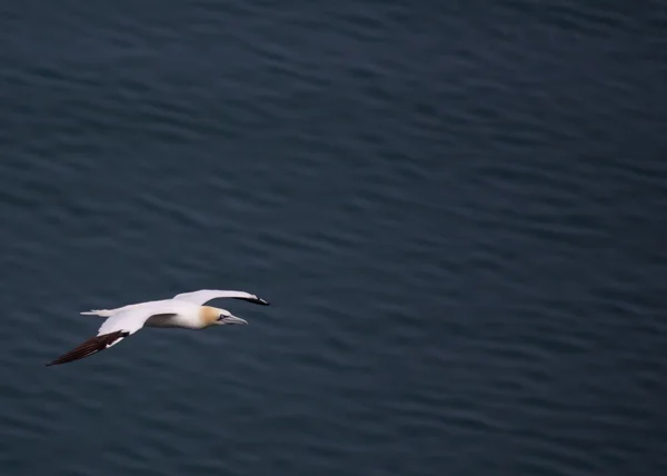 Gannet en vuelo —  Fotos de Stock