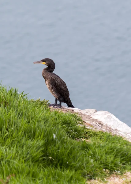 Aalscholver — Stockfoto