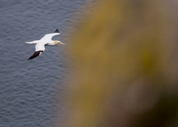 Gannet under flygning — Stockfoto