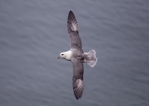 Fulmar w locie — Zdjęcie stockowe