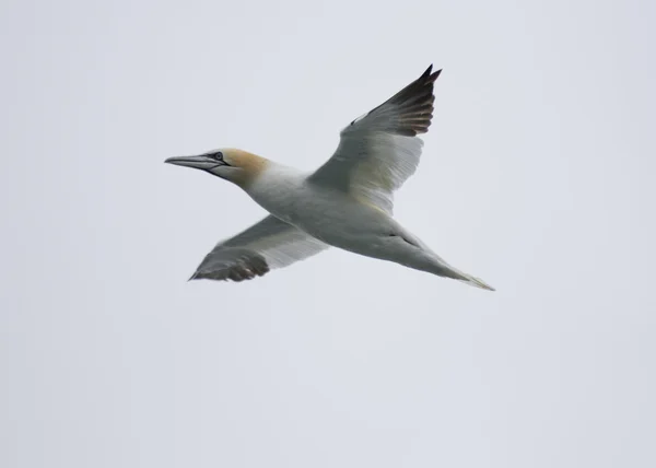 Basstölpel auf der Flucht — Stockfoto