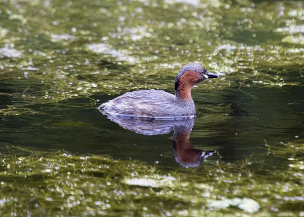 Mandarin Duck — Stock Photo, Image