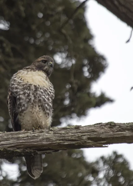 Červené tailed hawk — Stock fotografie