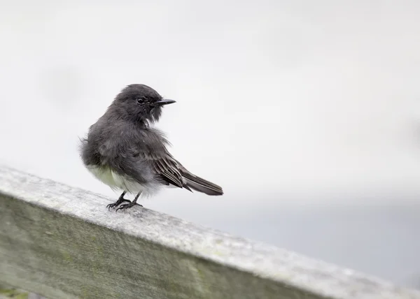 Schwarze Phoebe — Stockfoto