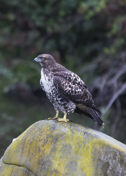 Red Tailed Hawk — Stock Photo, Image